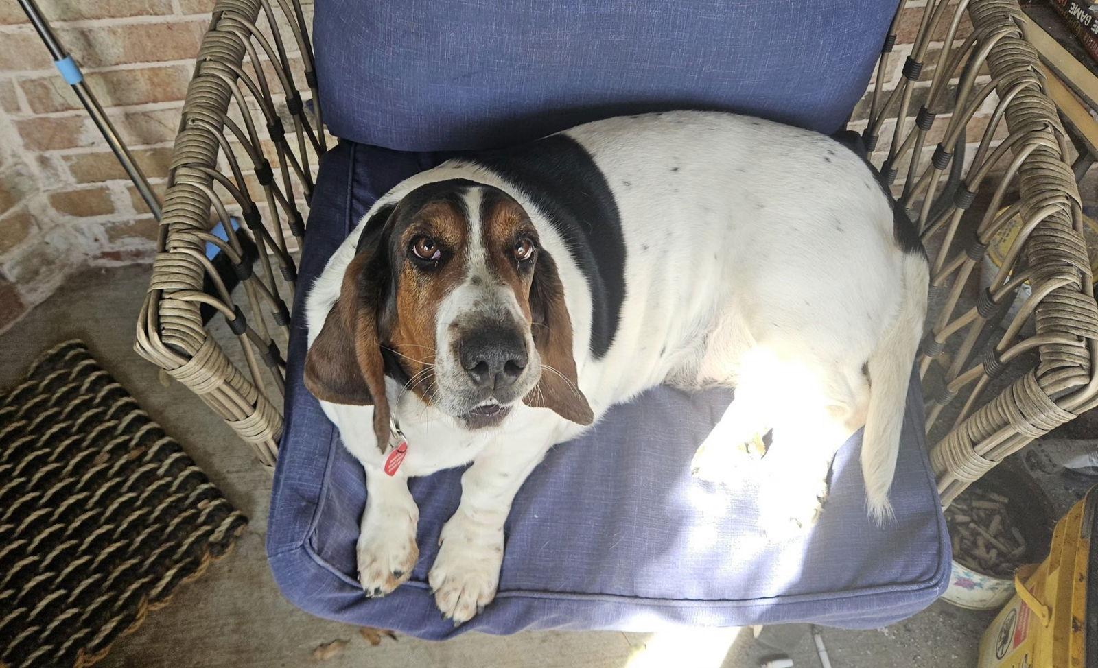 Enlarge Maizie Mae, a Adopted Basset Hound in Grapevine, TX image 3/3