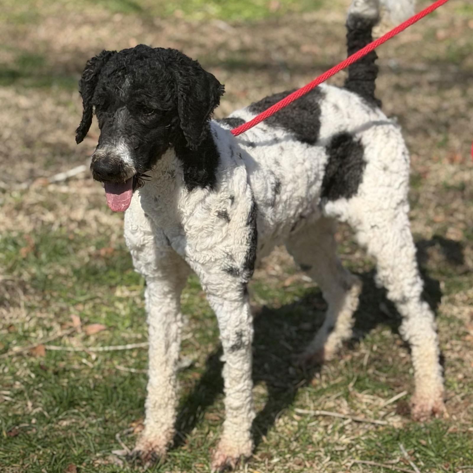 Enlarge CURLY, a Adoptable Standard Poodle in Hagerstown, MD image 2/3