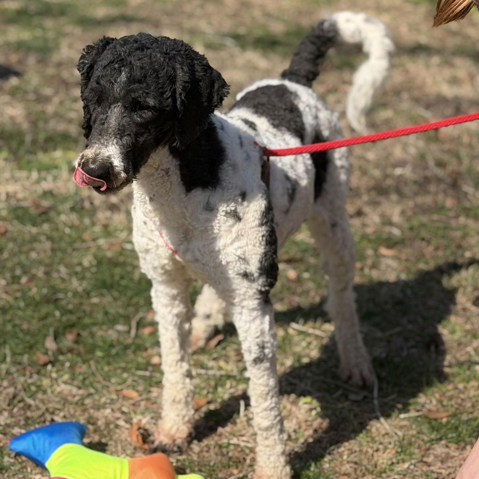 Enlarge CURLY, a Adoptable Standard Poodle in Hagerstown, MD image 3/3