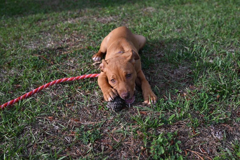 Enlarge Nutmeg, a Adoptable mixed breed in Raleigh, NC image 1/6