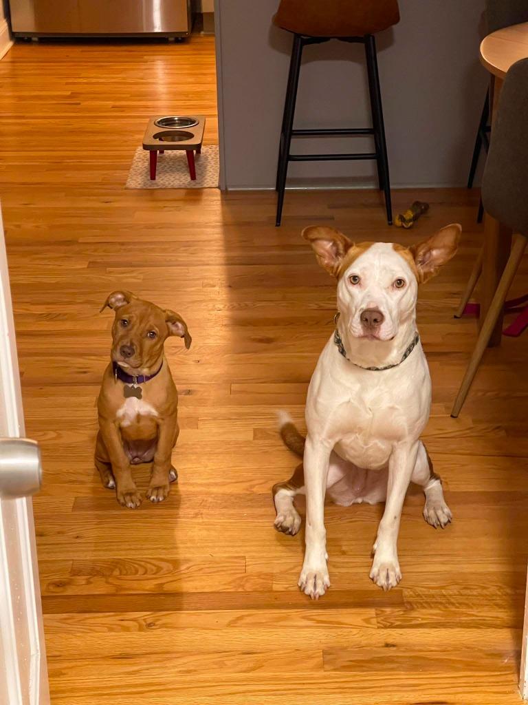 Enlarge Nutmeg, a Adoptable mixed breed in Raleigh, NC image 2/6