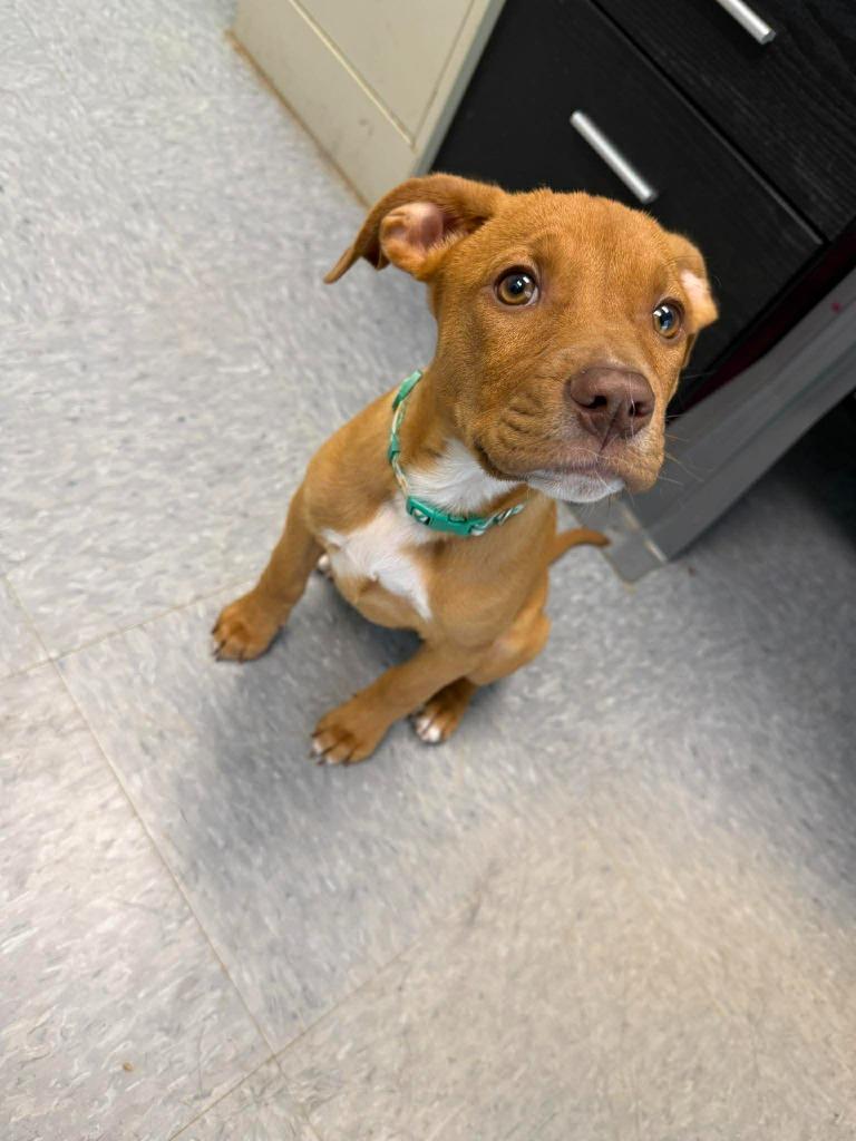 Enlarge Nutmeg, a Adoptable mixed breed in Raleigh, NC image 4/6