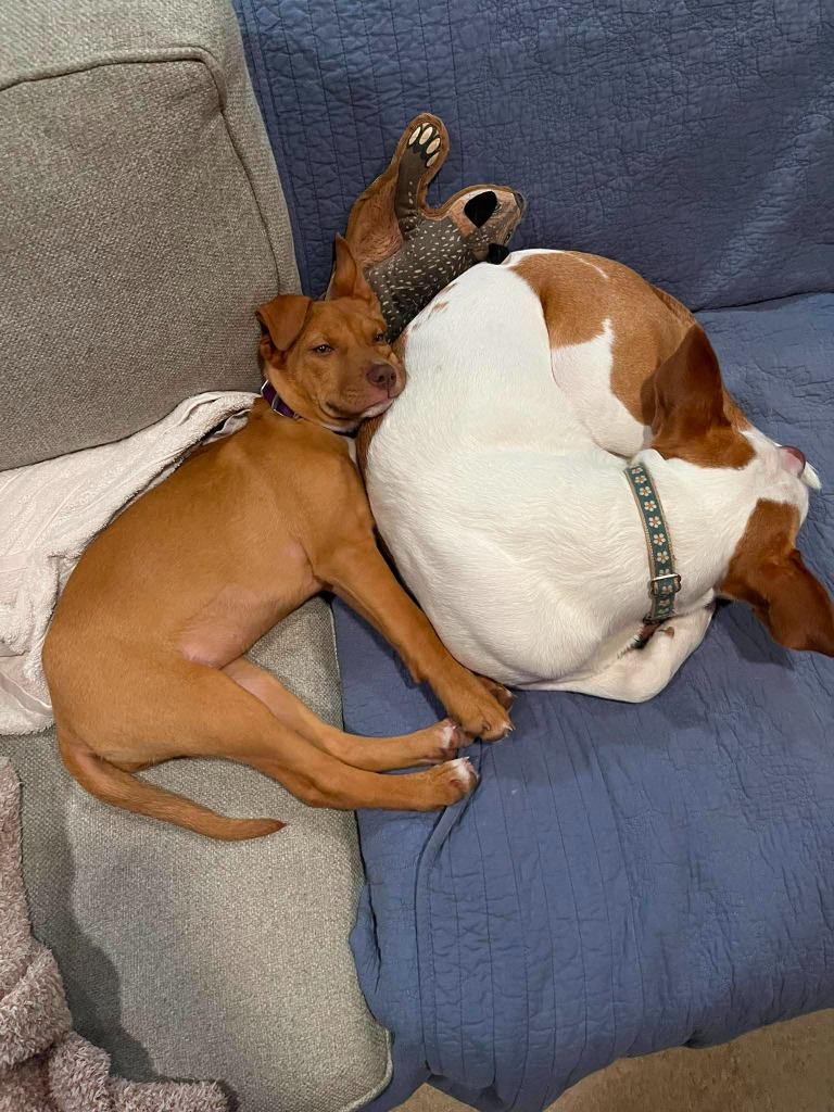 Enlarge Nutmeg, a Adoptable mixed breed in Raleigh, NC image 6/6