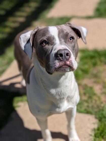 Enlarge Diesel, a Adoptable mixed breed in Mansfield, TX image 1/1
