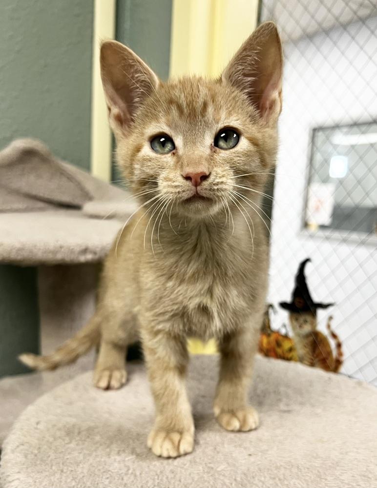 Magpie, Adoptable, Kitten Female Domestic Short Hair.