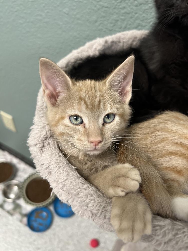 Enlarge Magpie, a Adoptable mixed breed in Jamestown, CA image 4/4