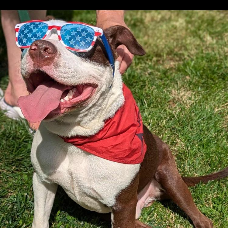 Mickey, Adoptable, Adult Male Mixed Breed & Mixed Breed.