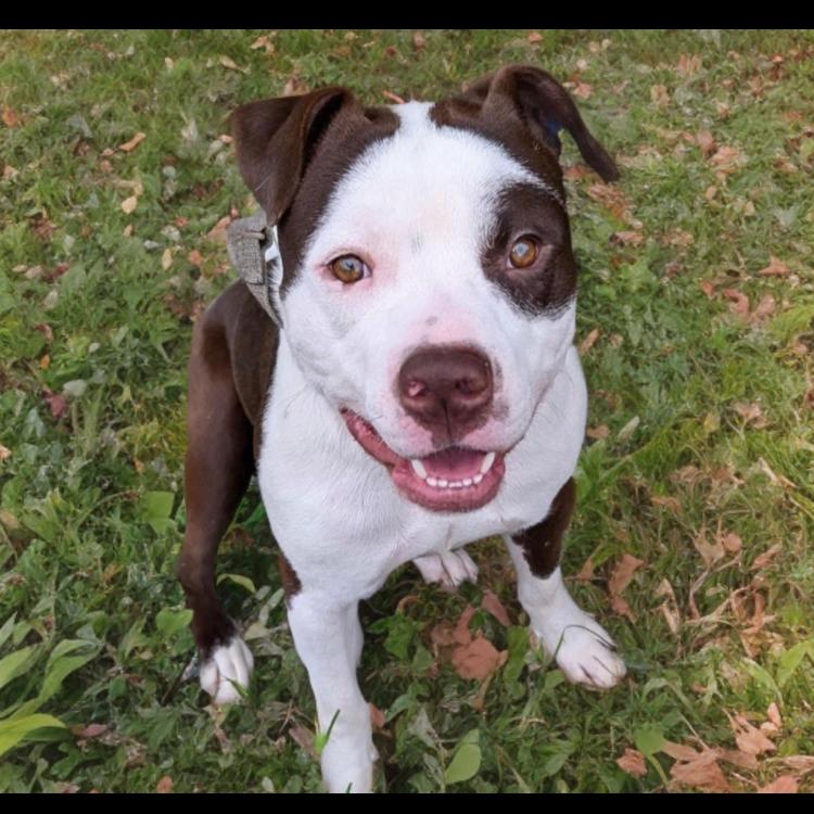 Enlarge Mickey, a Adoptable mixed breed in Hagerstown, MD image 2/4