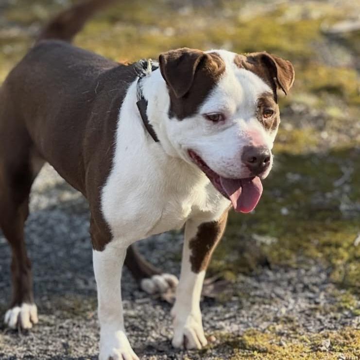 Enlarge Mickey, a Adoptable mixed breed in Hagerstown, MD image 2/4