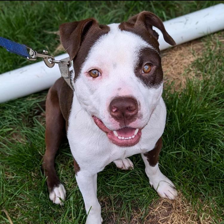 Enlarge Mickey, a Adoptable mixed breed in Hagerstown, MD image 3/4