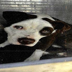 Enlarge Mickey, a Adoptable mixed breed in Hagerstown, MD image 4/4