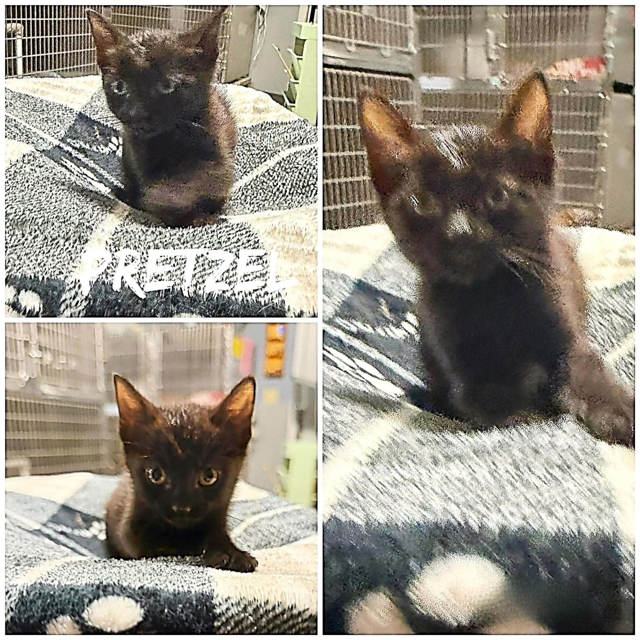 Enlarge Pretzel, a ADOPTABLE Domestic Short Hair in Saint James, MO image 1/1