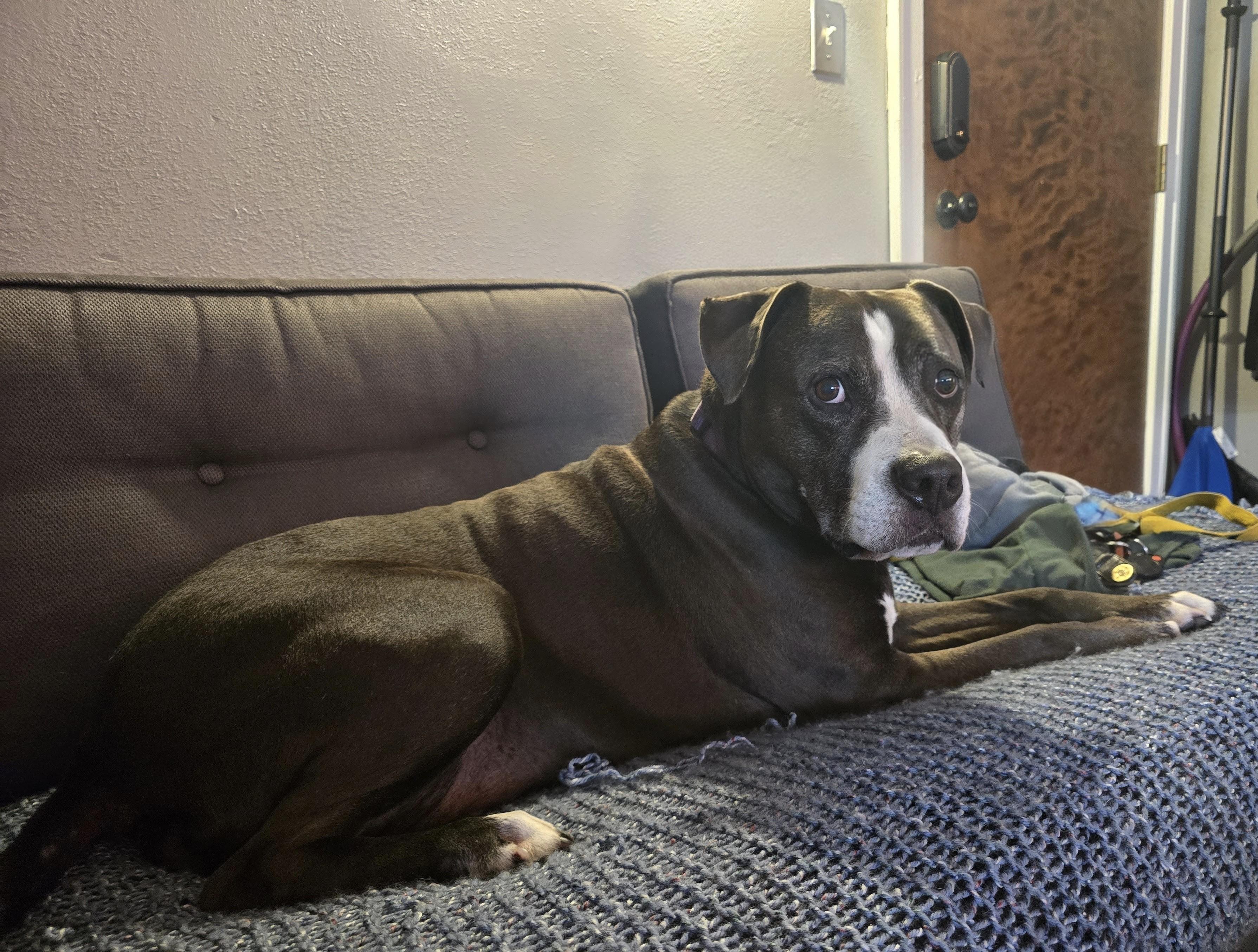 Paco - FOSTER NEEDED!!!
