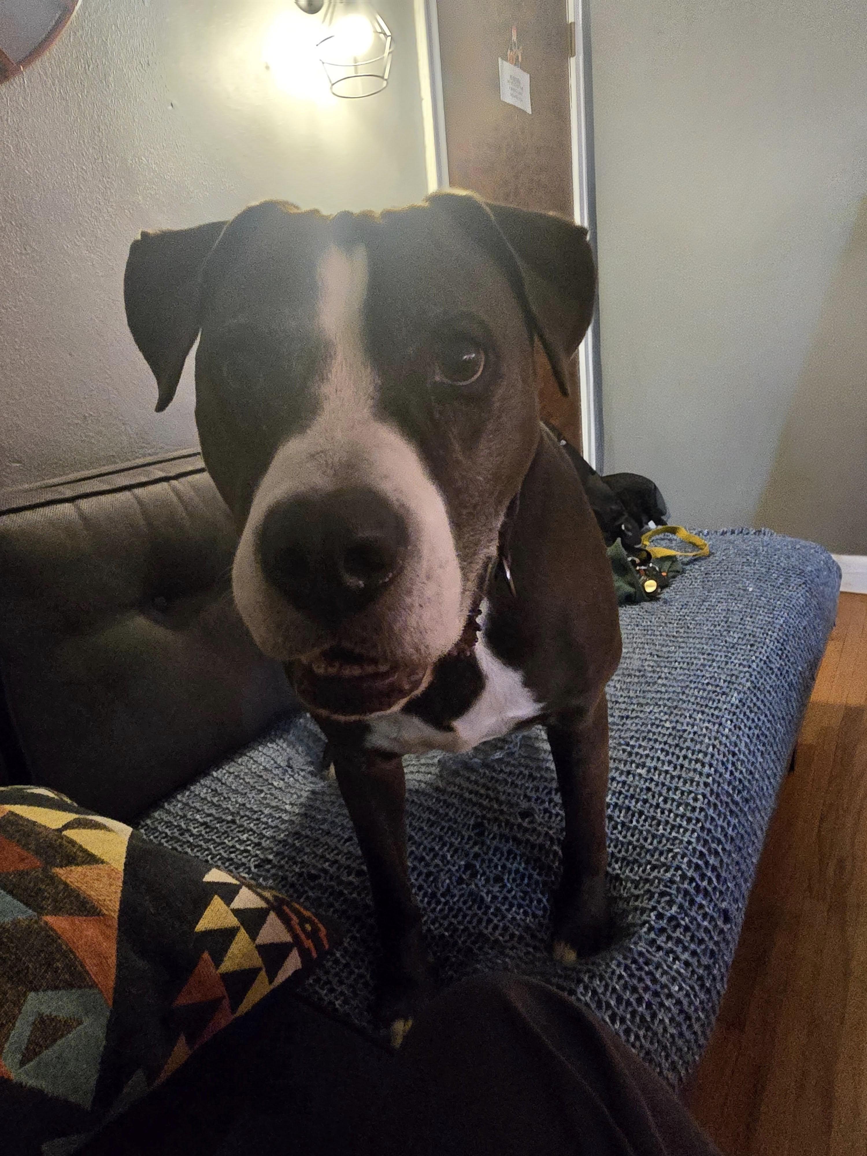 Paco - FOSTER NEEDED!!!