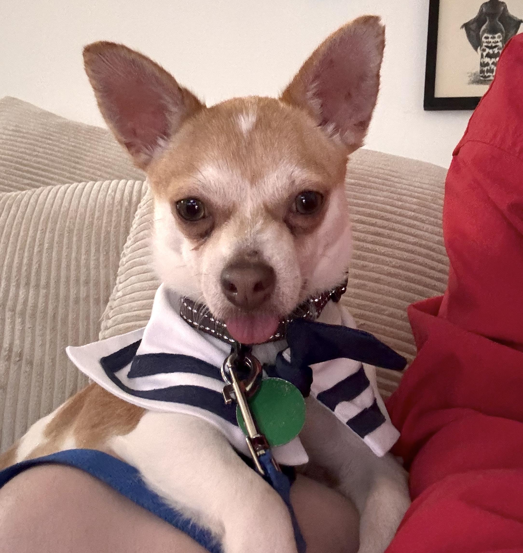 Enlarge Lafayette, an adopted mixed breed in Brooklyn, NY image 5/6