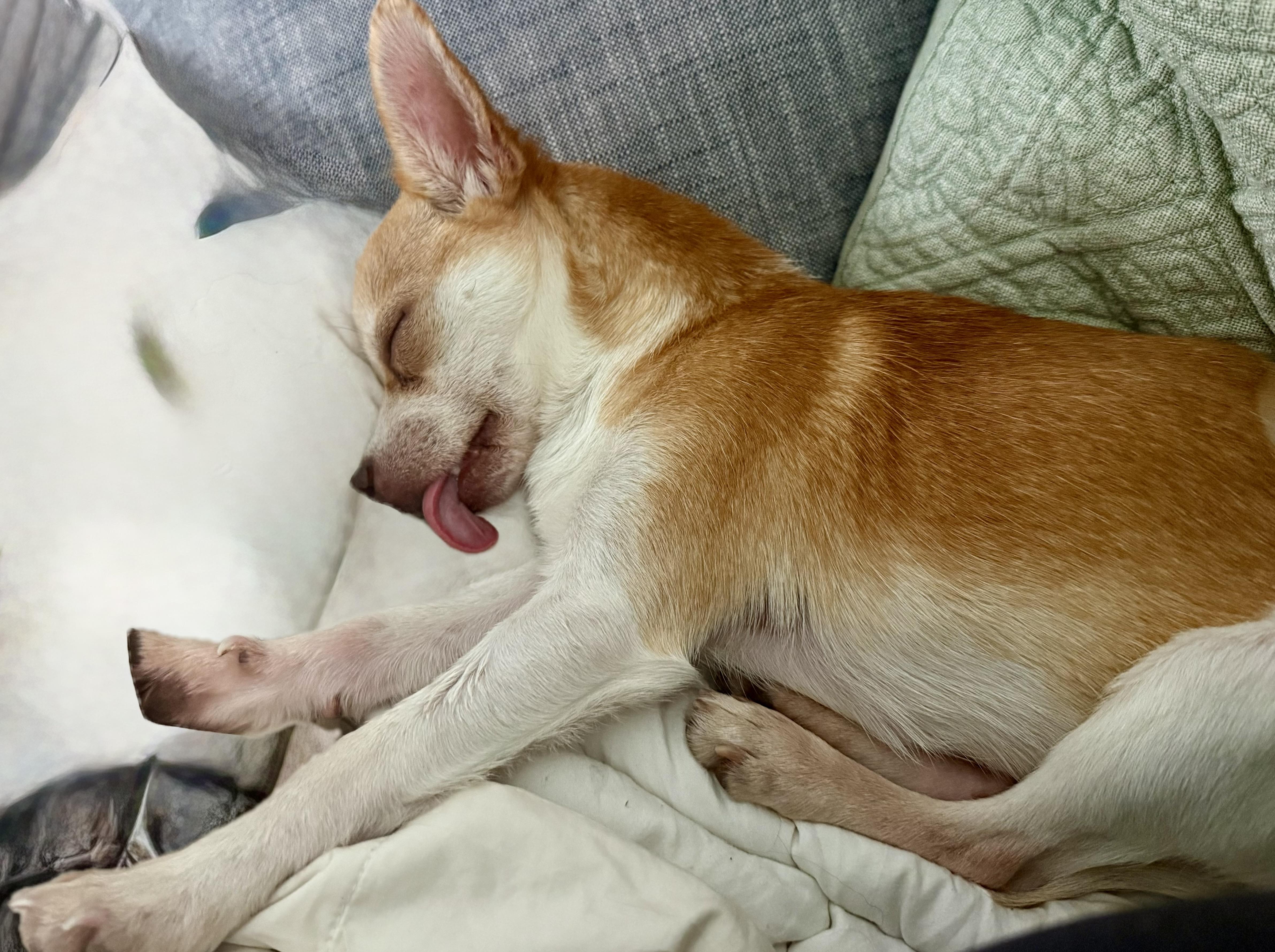 Enlarge Lafayette, an adopted mixed breed in Brooklyn, NY image 2/6