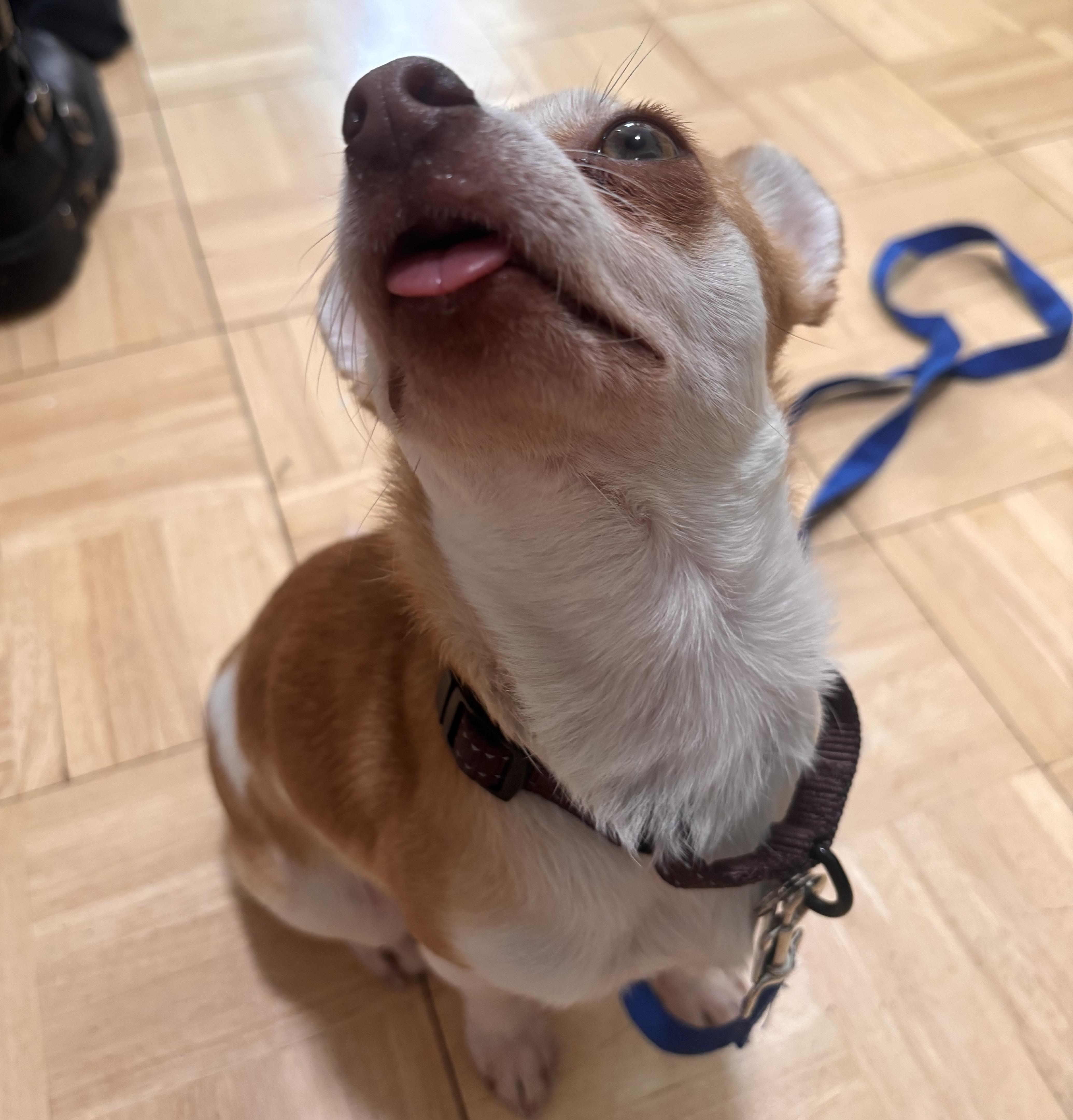 Enlarge Lafayette, an adopted mixed breed in Brooklyn, NY image 4/6