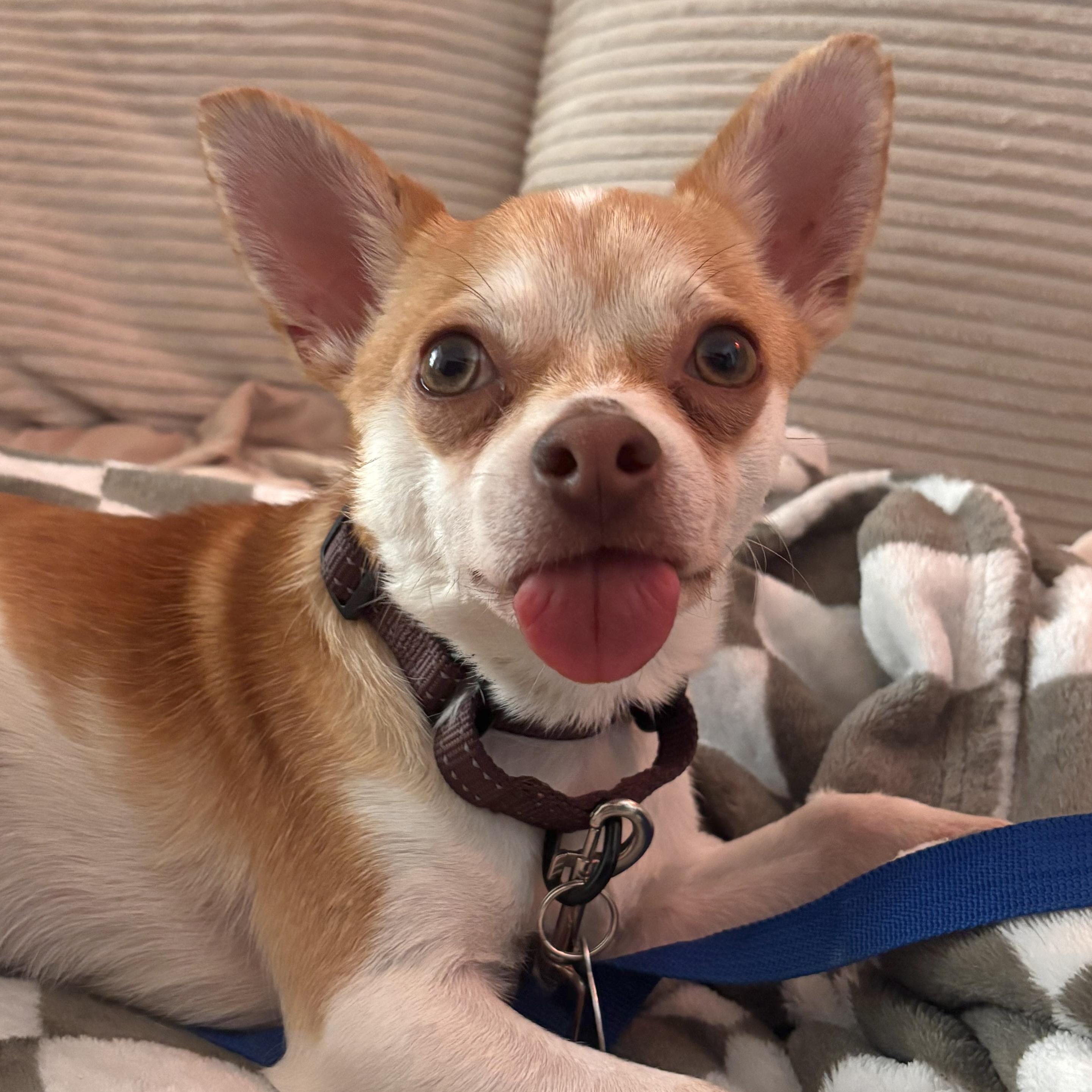 Enlarge Lafayette, an adopted mixed breed in Brooklyn, NY image 1/6