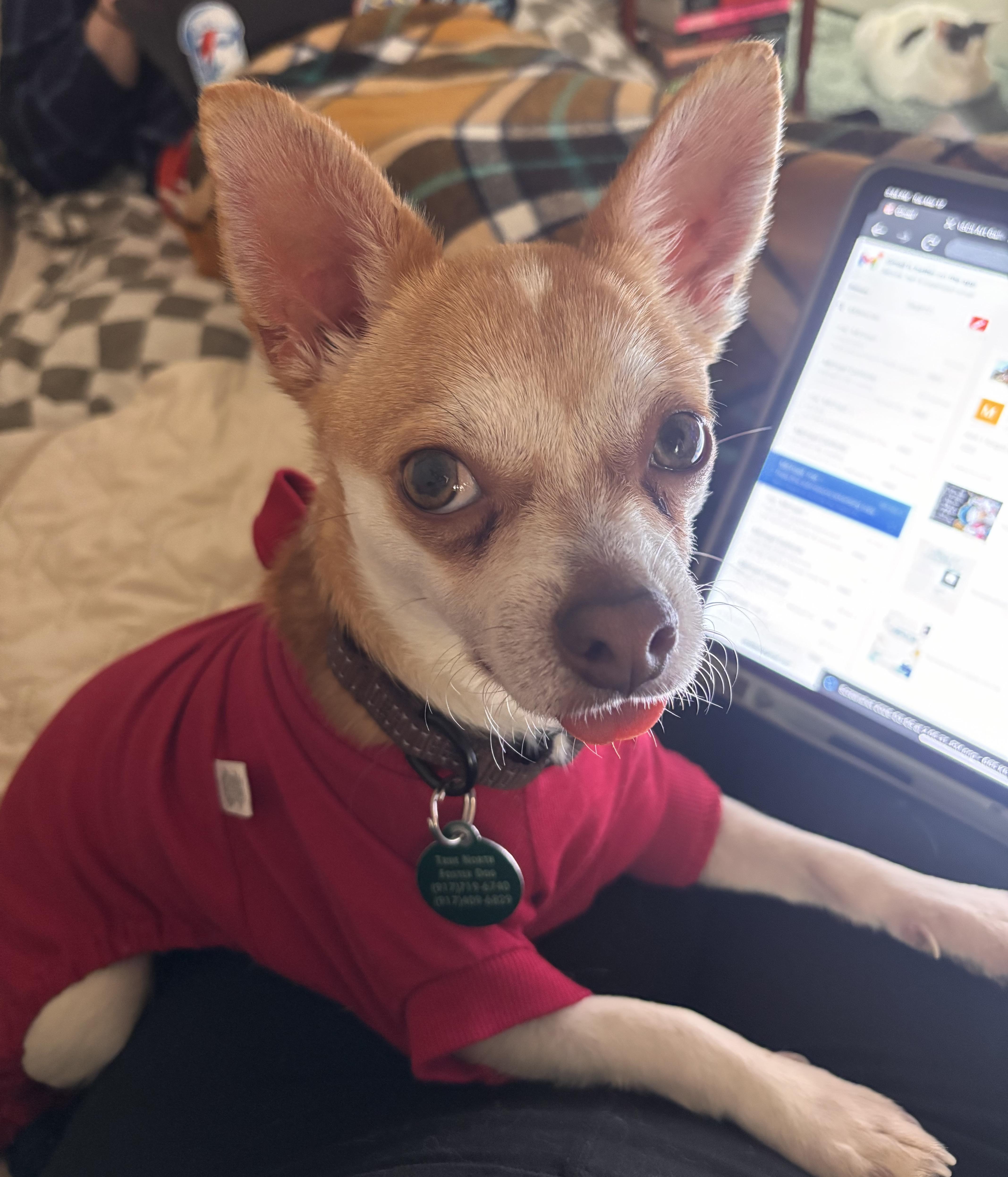 Enlarge Lafayette, an adopted mixed breed in Brooklyn, NY image 6/6