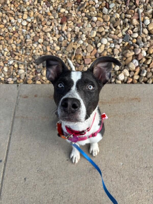 Enlarge Petrie, a Adoptable mixed breed in Westminster, CO image 1/6