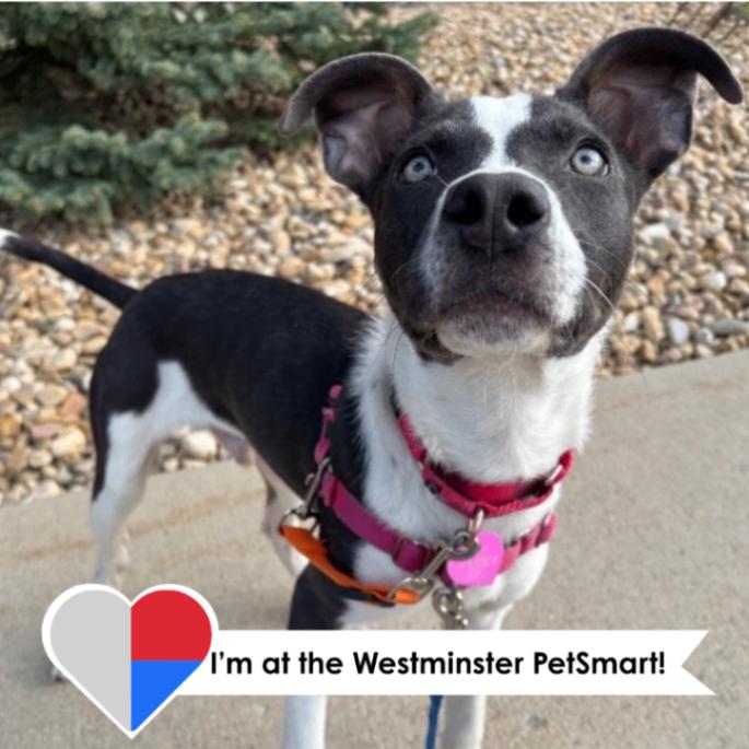 Enlarge Petrie, a Adoptable mixed breed in Westminster, CO image 2/6