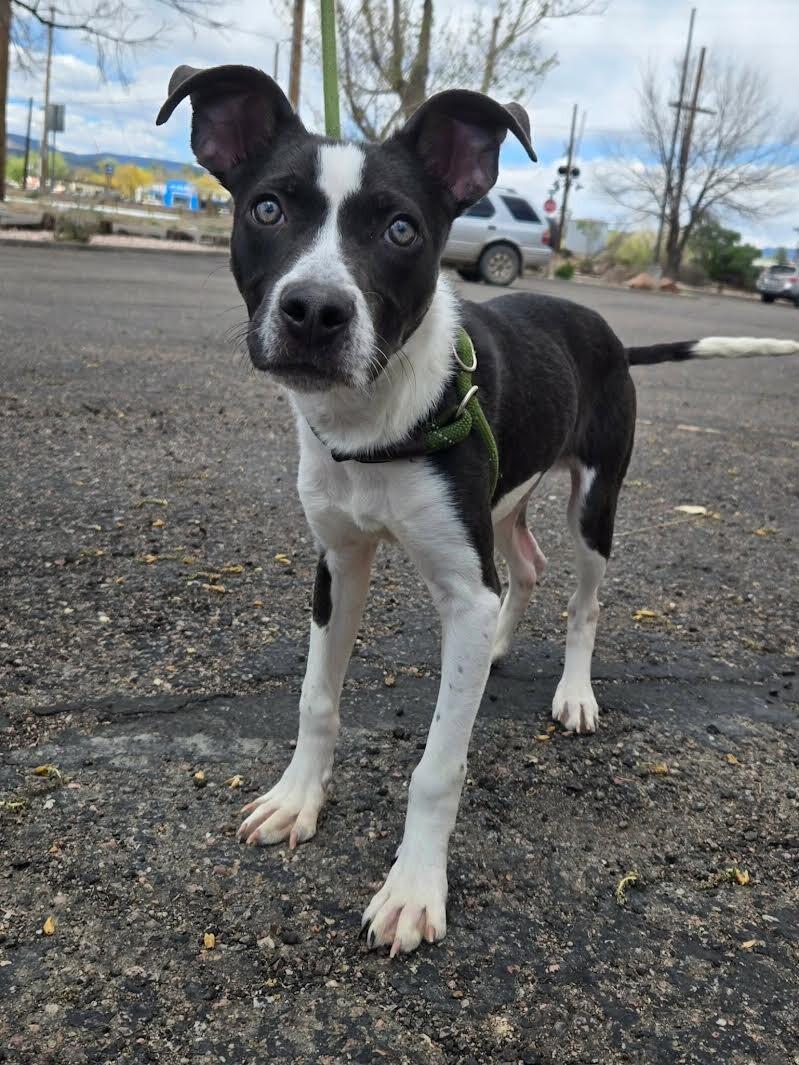 Enlarge Petrie, a Adoptable mixed breed in Westminster, CO image 3/6
