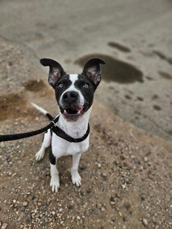 Enlarge Petrie, a Adoptable mixed breed in Westminster, CO image 4/6