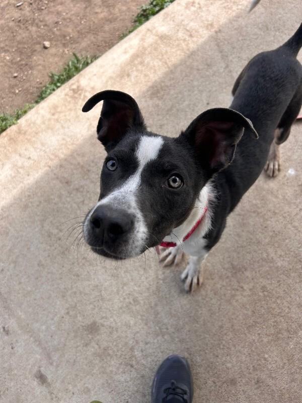 Enlarge Petrie, a Adoptable mixed breed in Westminster, CO image 5/6