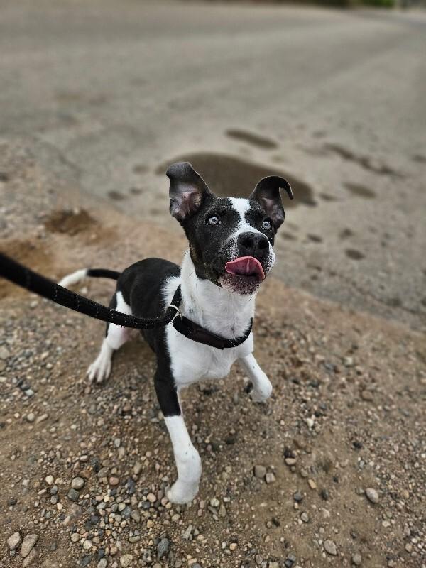 Enlarge Petrie, a Adoptable mixed breed in Westminster, CO image 6/6