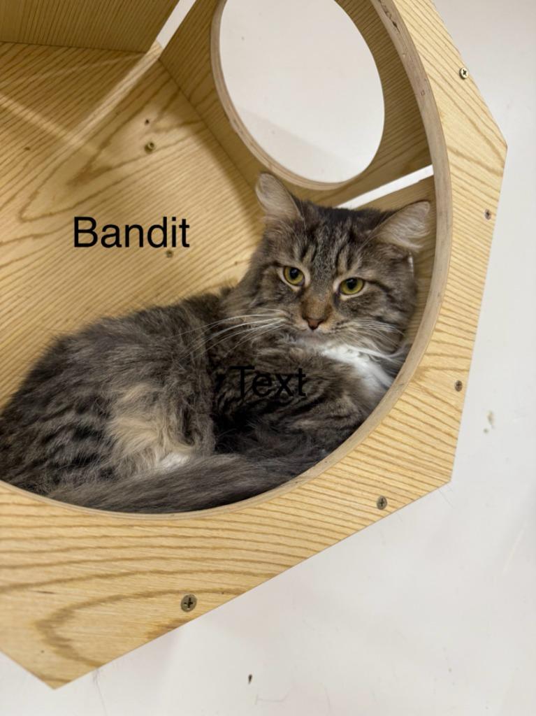 Bandit, Adoptable, Young Male Domestic Long Hair.