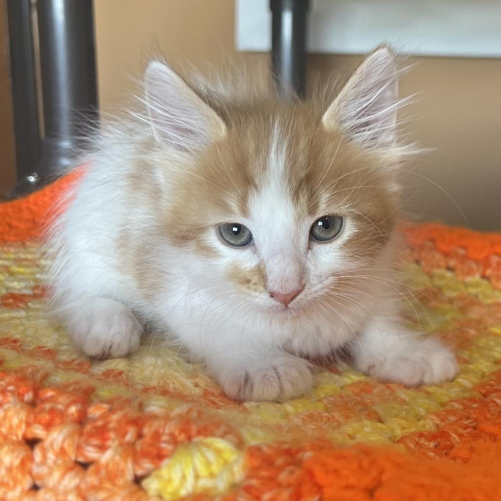 Pineapple, Adoptable, Kitten Male Domestic Short Hair.