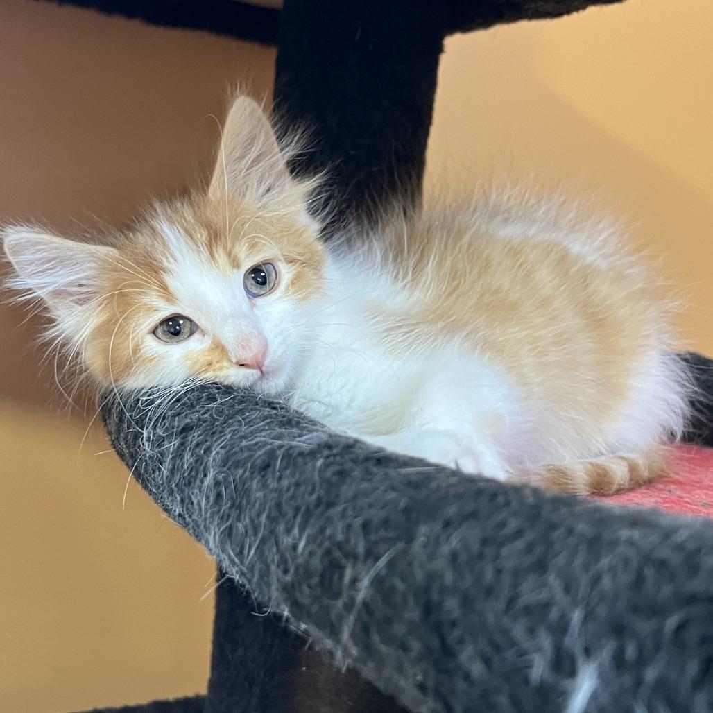 Enlarge Pineapple, a Adoptable Domestic Short Hair in Wadena, MN image 2/5