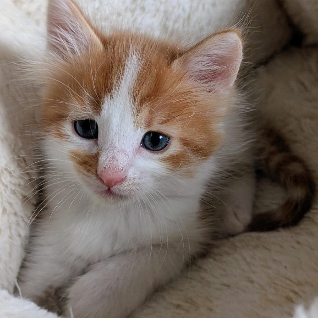 Enlarge Pineapple, a Adoptable Domestic Short Hair in Wadena, MN image 3/5