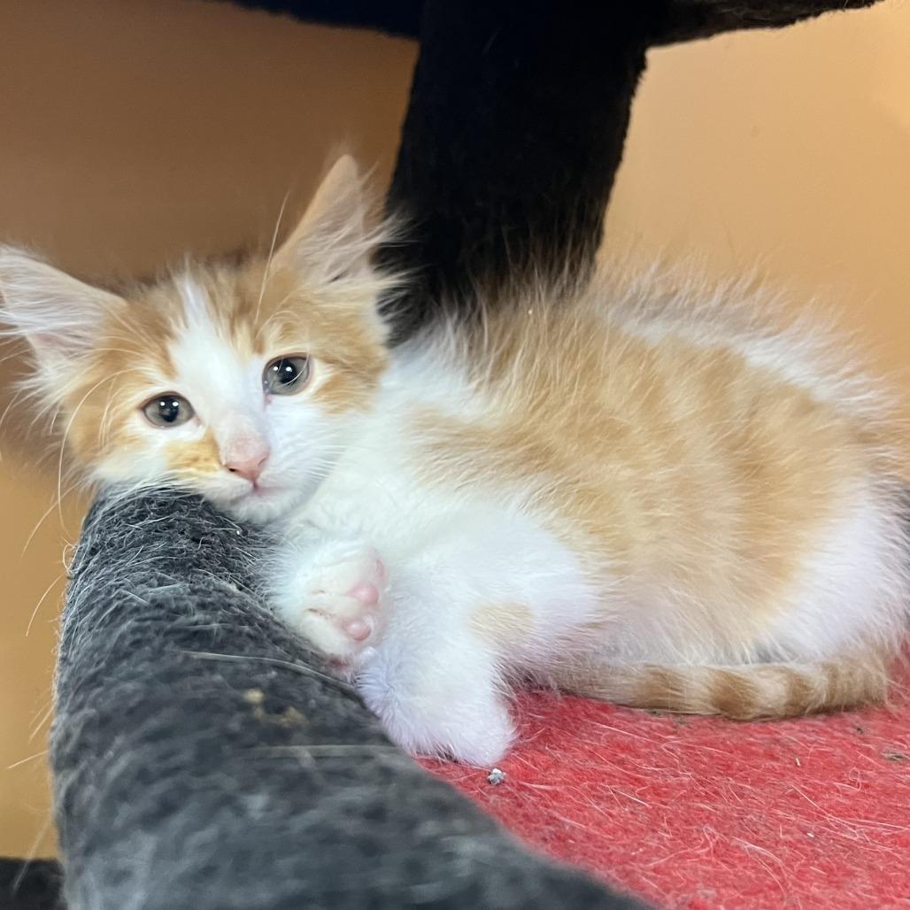 Enlarge Pineapple, a Adoptable Domestic Short Hair in Wadena, MN image 4/5