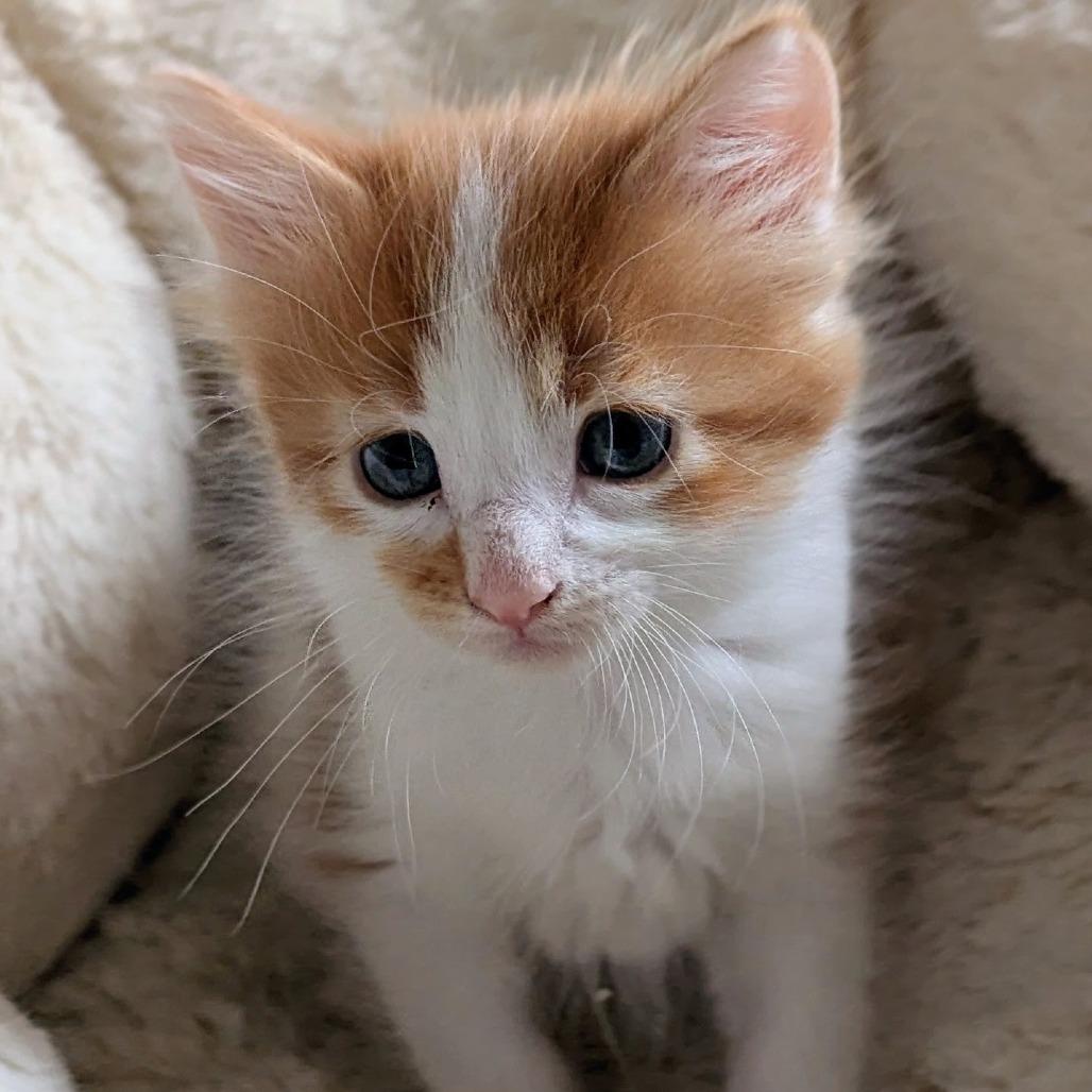 Enlarge Pineapple, a Adoptable Domestic Short Hair in Wadena, MN image 5/5