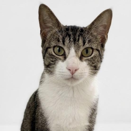 Sage, ADOPTABLE, Adult Female Tabby.