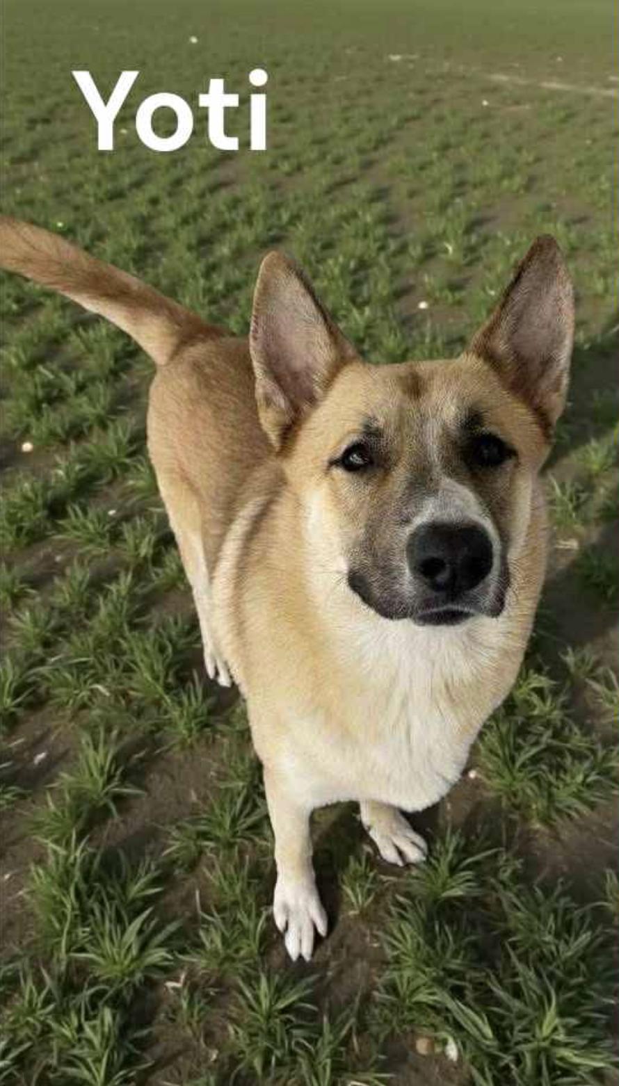 Yoti — thumbnail 2