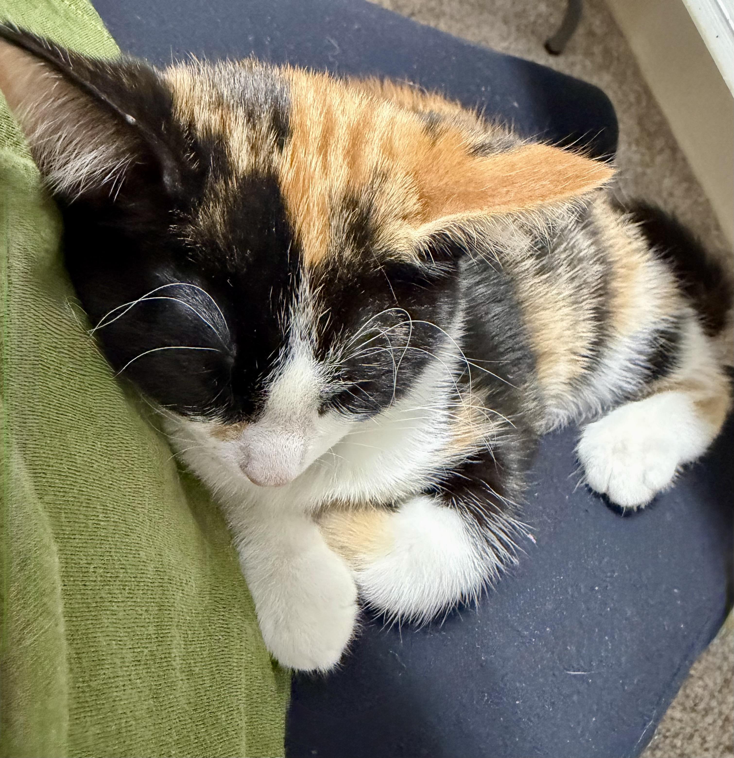 Enlarge Poppy, a ADOPTABLE Calico in Gainesville, FL image 3/3