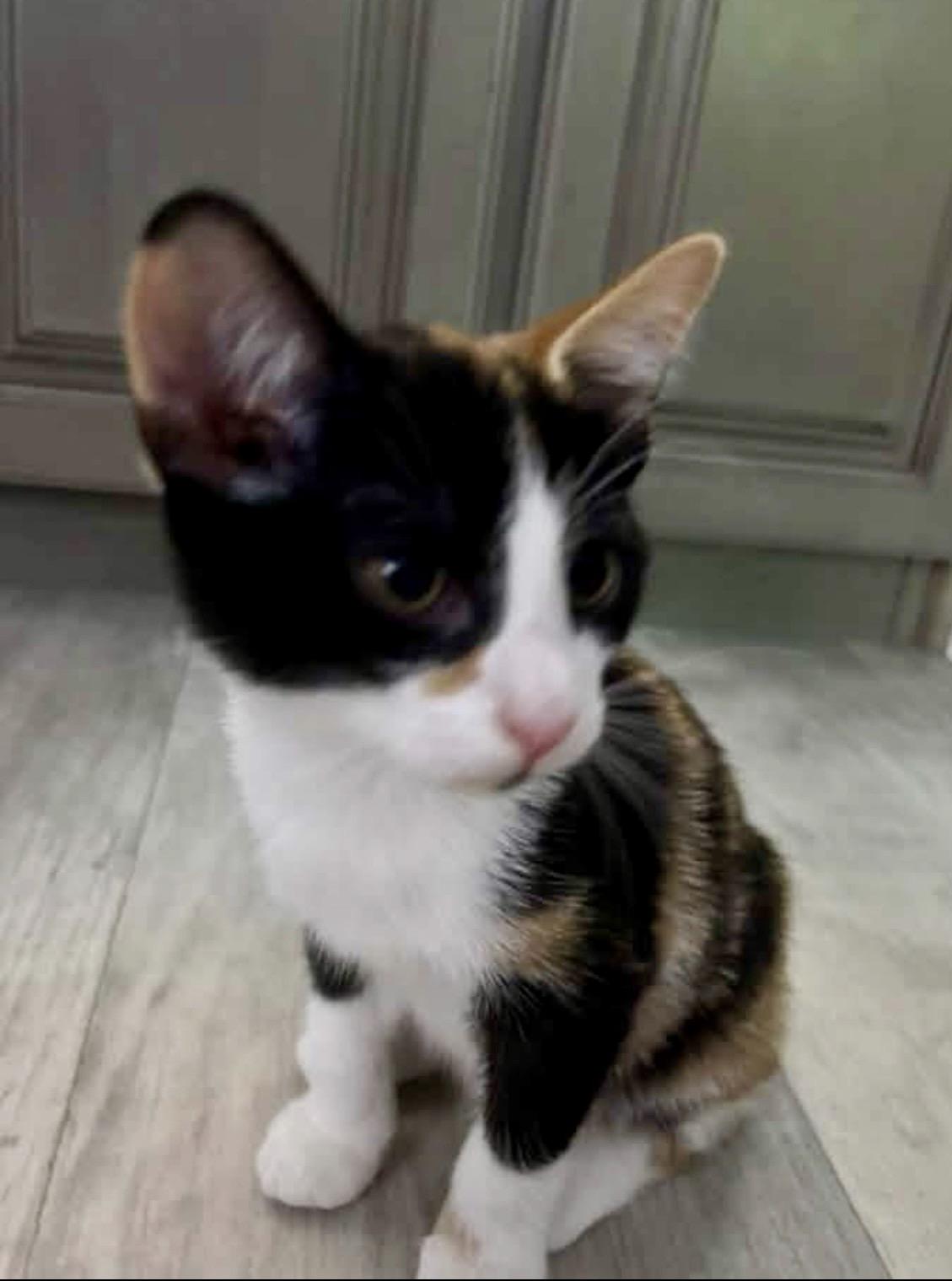 Enlarge Poppy, a ADOPTABLE Calico in Gainesville, FL image 2/3