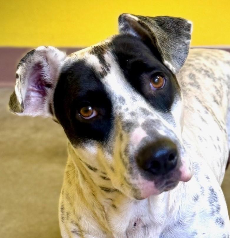 Dog for adoption TBone, a Dachshund & English Pointer Mix in Boerne