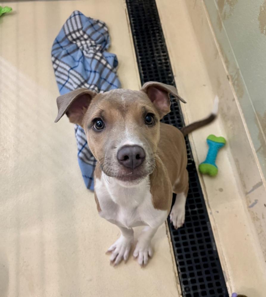 Jules, Adoptable, Puppy Male Terrier.