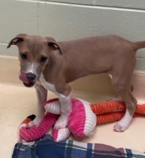 Jules, Adoptable, Puppy Male Terrier.