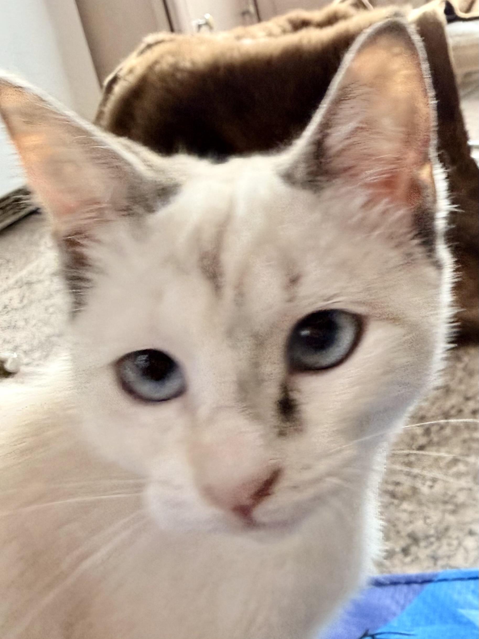 Dior (bonded with Chanel), Adoptable, Kitten Female Siamese.