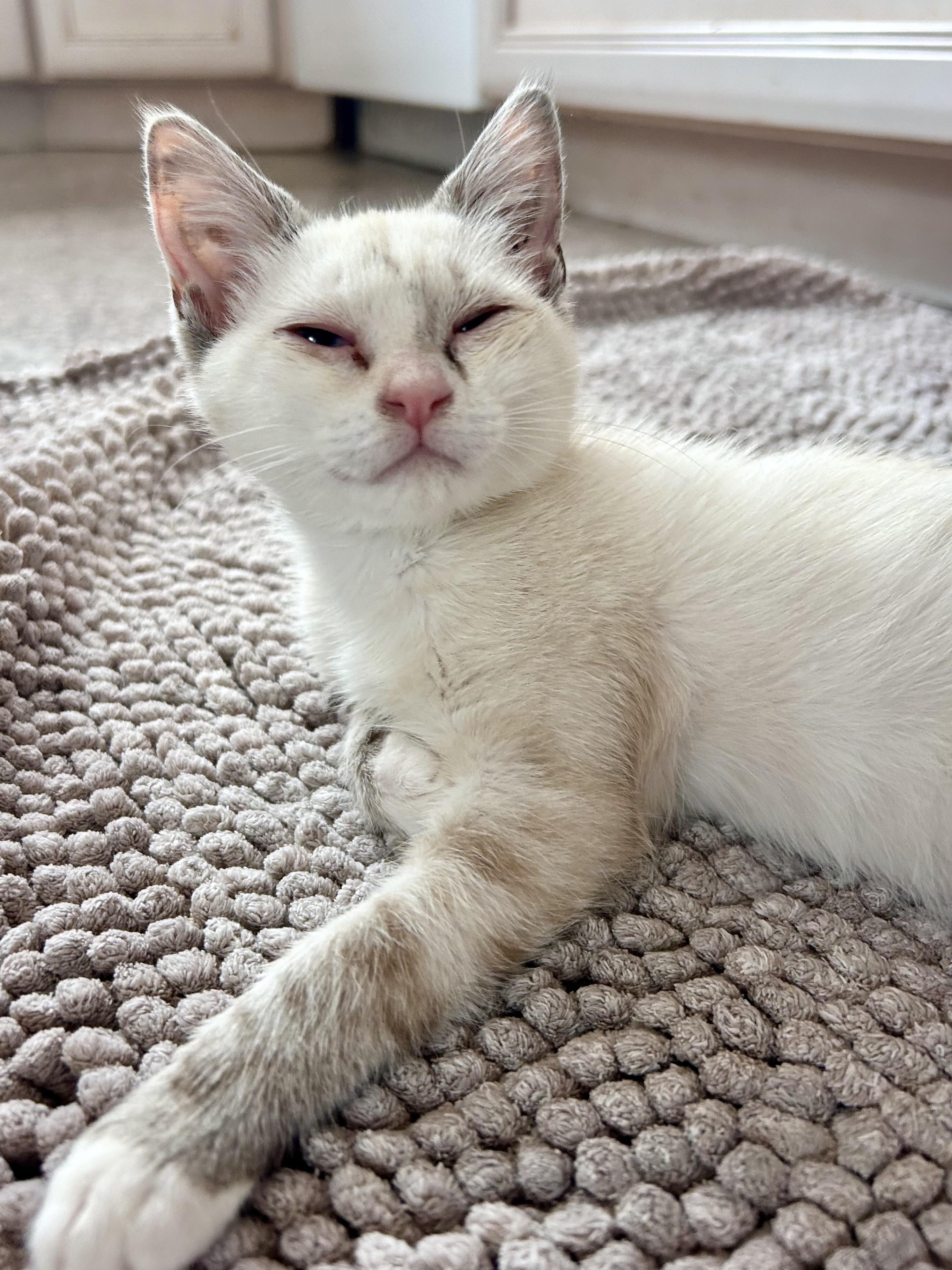 Enlarge Dior (bonded with Chanel), a Adoptable Siamese in San Francisco, CA image 2/2