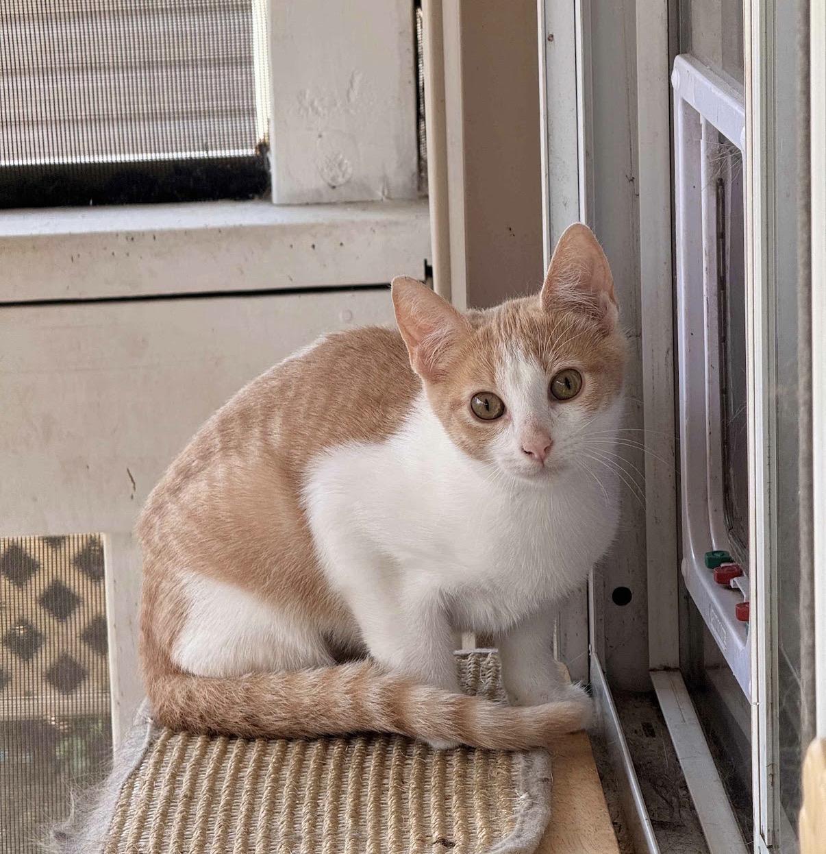 Sesame, Adoptable, Kitten Female Domestic Short Hair.