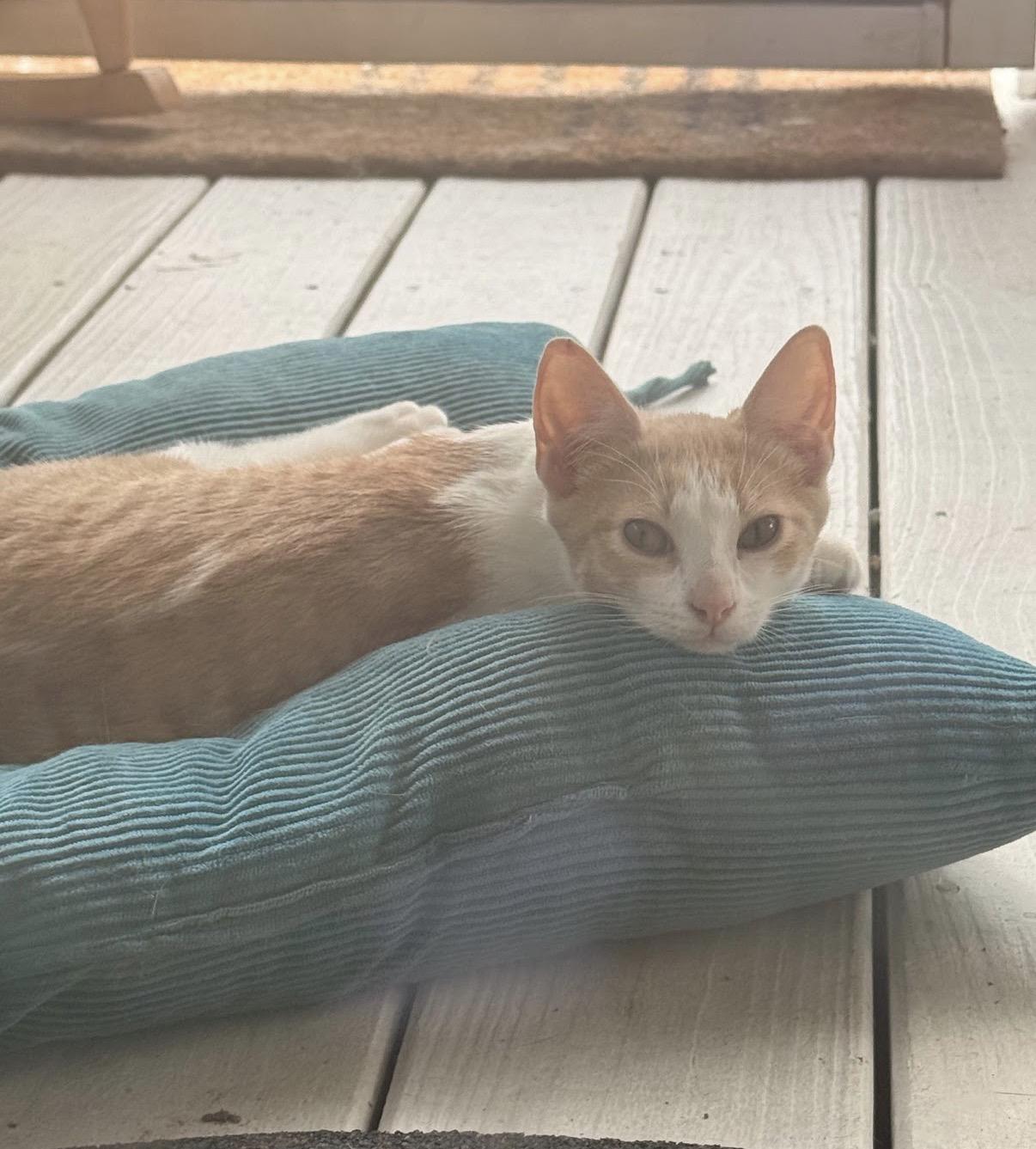 Enlarge Sesame, a Adoptable Domestic Short Hair in Hartville, OH image 2/4
