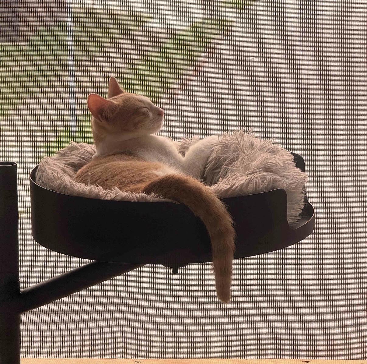 Enlarge Sesame, a Adoptable Domestic Short Hair in Hartville, OH image 4/4