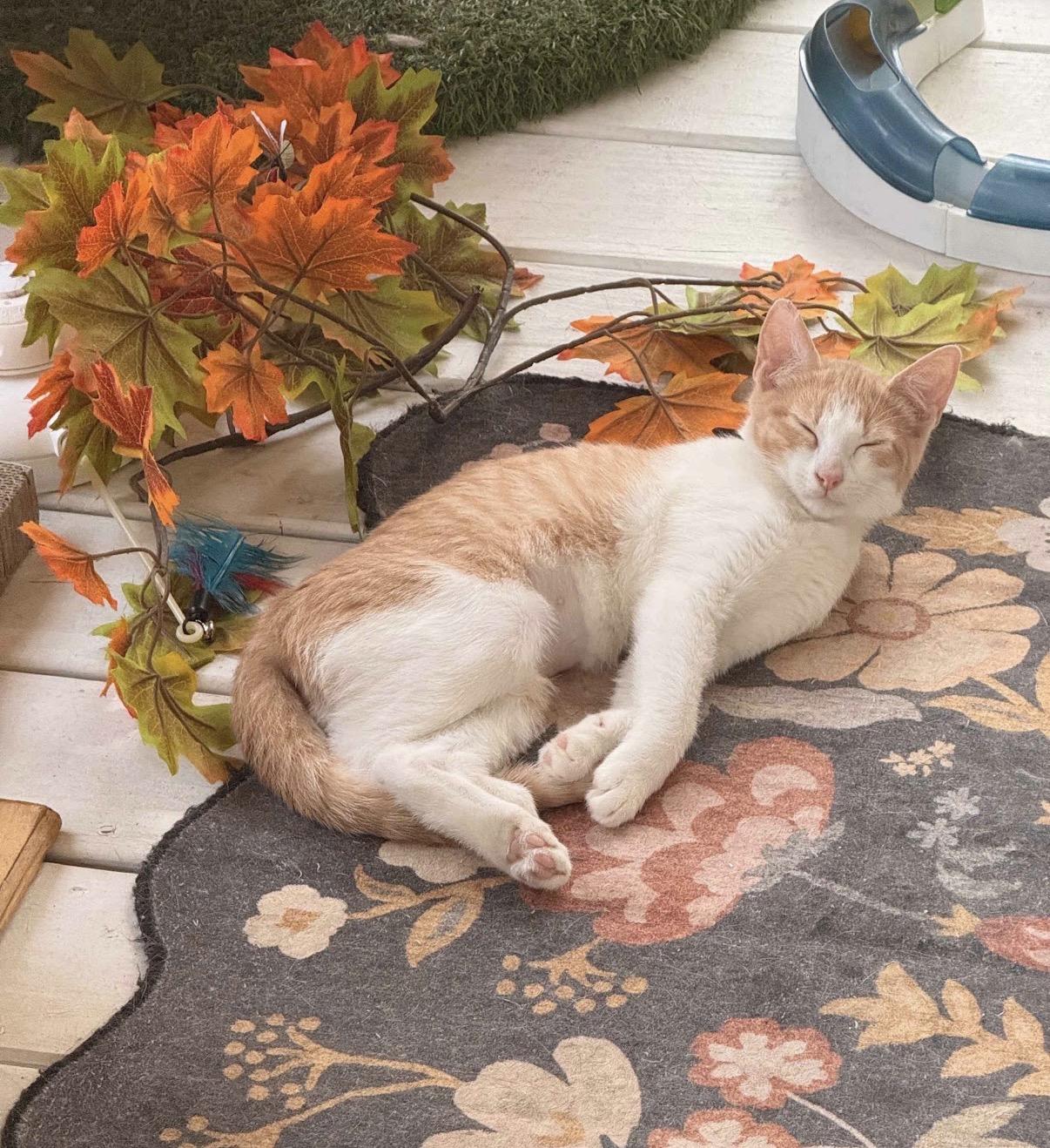 Enlarge Sesame, a Adoptable Domestic Short Hair in Hartville, OH image 3/4
