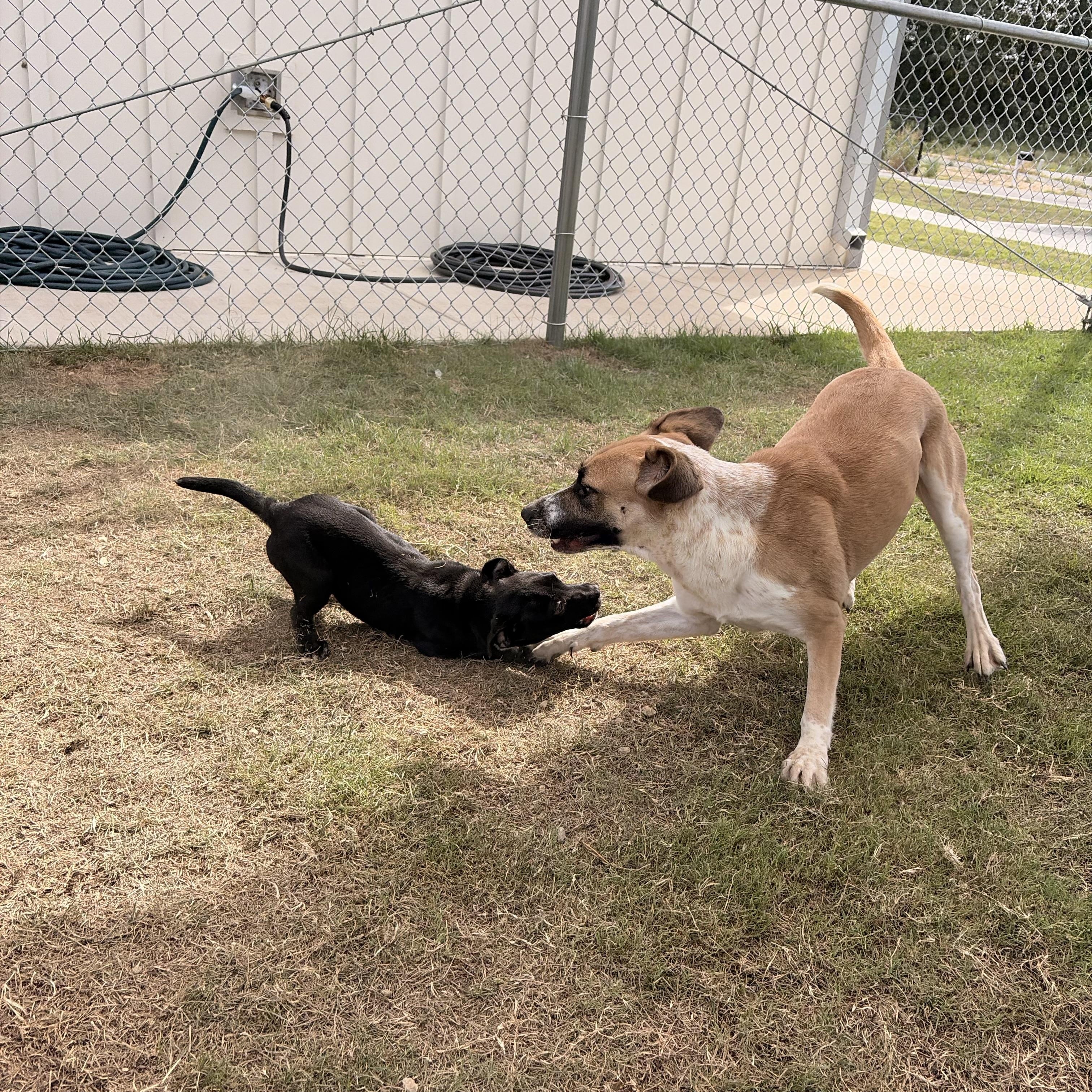 Benton Animal Services photo 2