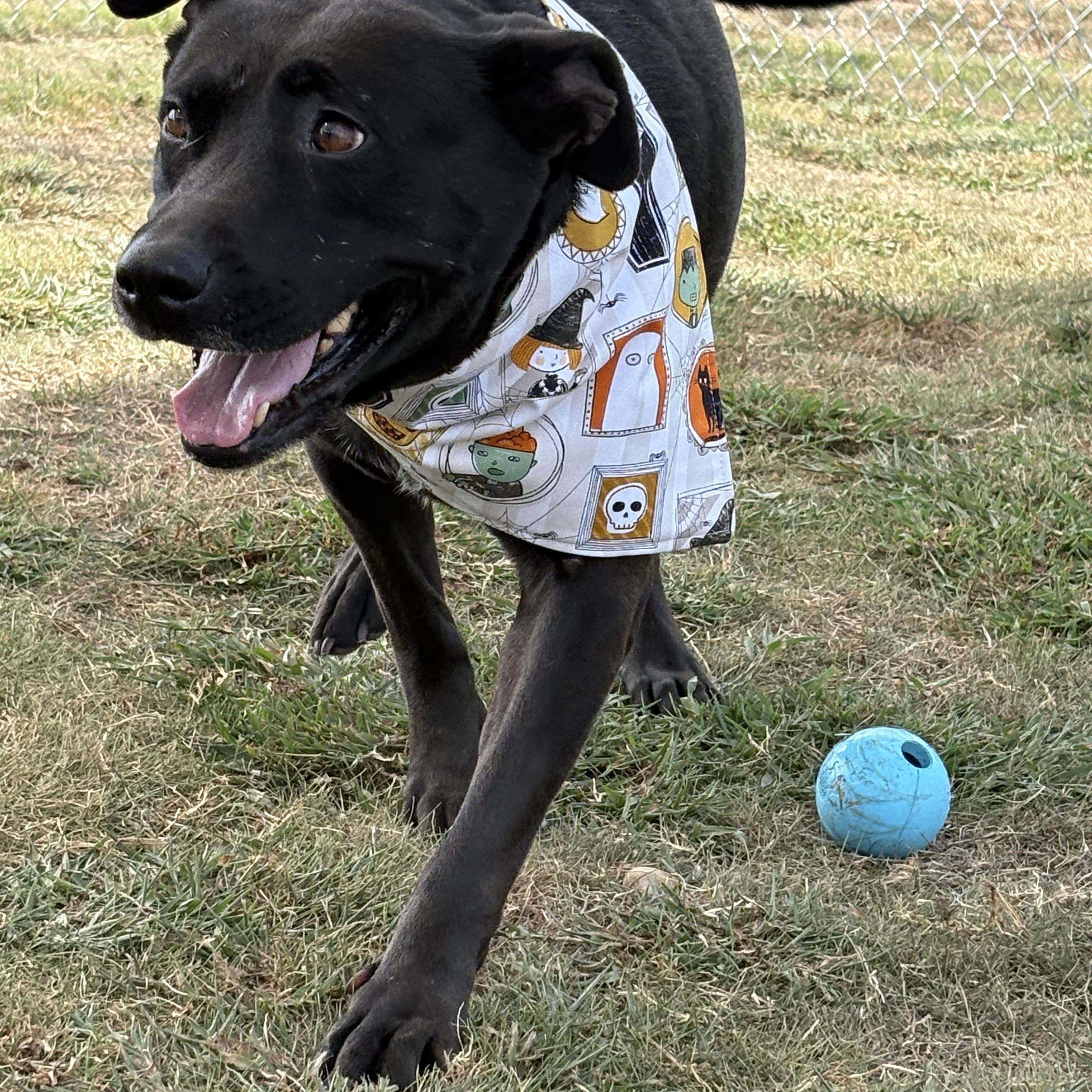 Benton Animal Services photo 3